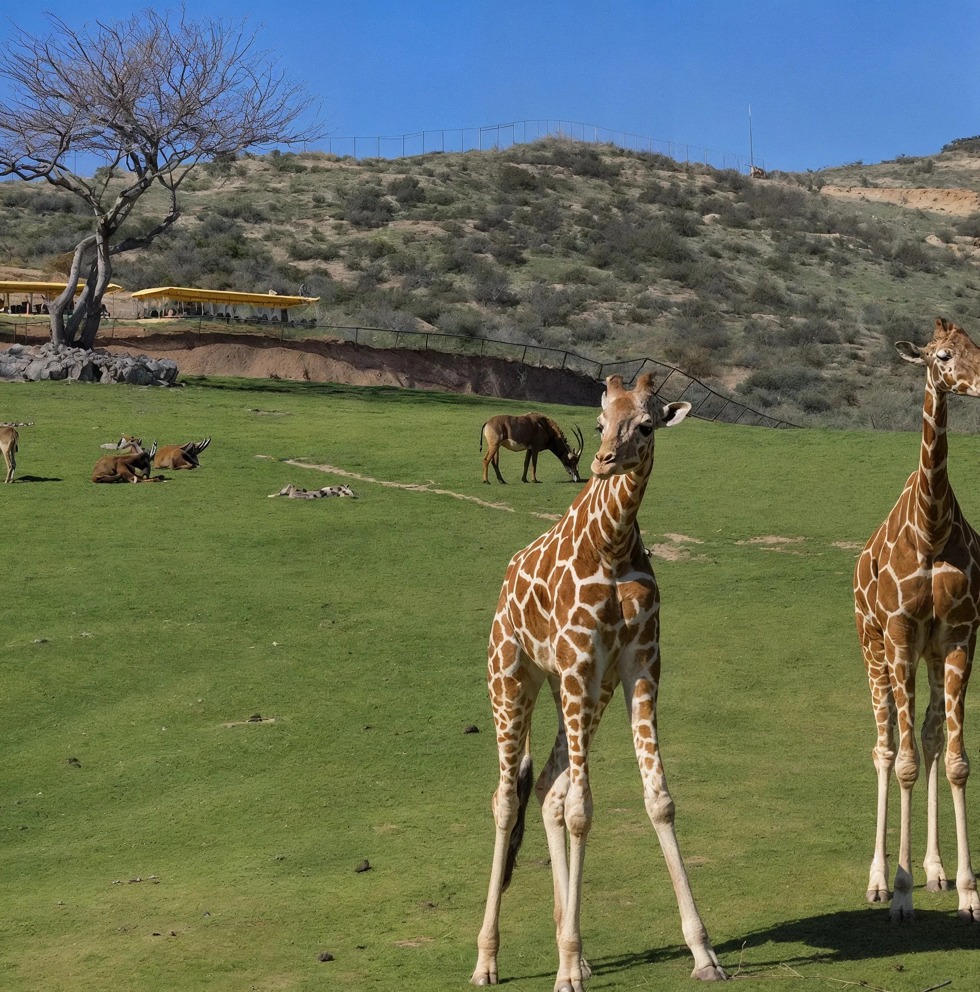 San Diego Zoo and Safari Park -- open-range animal habitat in Southern California